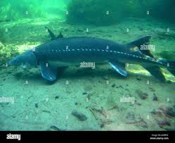 Image result for Acipenser transmontanus