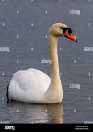 Attēlu rezultāti vaicājumam “Cygnus olor adult”