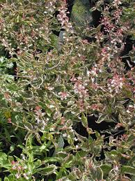 Attēlu rezultāti vaicājumam “Circaea lutetiana leaf”