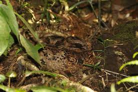 Attēlu rezultāti vaicājumam “Caprimulgus europaeus nest”