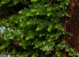 Attēlu rezultāti vaicājumam “Anomodon”