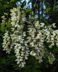 Attēlu rezultāti vaicājumam “Robinia pseudoacacia flower”