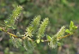 Attēlu rezultāti vaicājumam “Salix cinerea female flower”