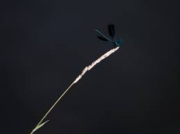 Attēlu rezultāti vaicājumam “Calopteryx virgo male”