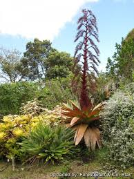 Attēlu rezultāti vaicājumam “Arcyria imperialis stalked”