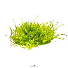 Attēlu rezultāti vaicājumam “Leptodictyum riparium”