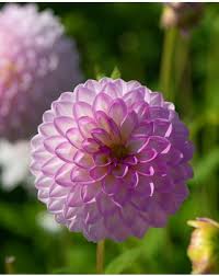 Image result for Dahlia `Snowflake`