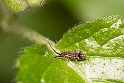 Attēlu rezultāti vaicājumam “Orchesella flavescens”