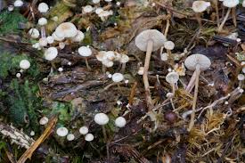 Attēlu rezultāti vaicājumam “Collybia tuberosa”