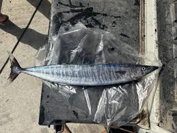 Image result for Acanthocybium solandri