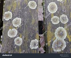 Attēlu rezultāti vaicājumam “Lecanora muralis”