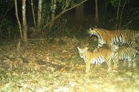 Image result for BERKSHIRE TIGERS THAI