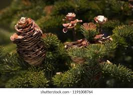 Attēlu rezultāti vaicājumam “Abies sibirica”