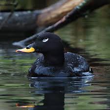 Attēlu rezultāti vaicājumam “Melanitta fusca male”