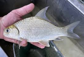 Image result for Carpiodes velifer