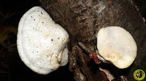 Attēlu rezultāti vaicājumam “Trametes suaveolens”