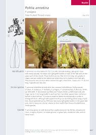 Attēlu rezultāti vaicājumam “Pohlia annotina”