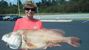 Image result for Aplodinotus grunniens