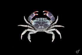 Attēlu rezultāti vaicājumam “Laccognathus panderi”