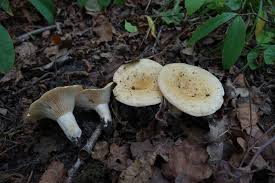Attēlu rezultāti vaicājumam “Lactarius lygniotus”