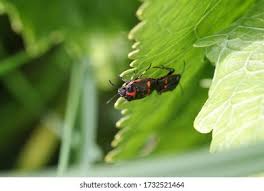 Attēlu rezultāti vaicājumam “Eurydema dominulus imago”