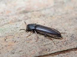 Attēlu rezultāti vaicājumam “Xylita laevigata”