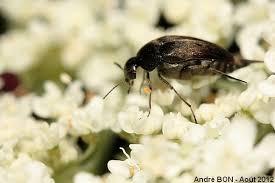 Attēlu rezultāti vaicājumam “Mordellidae”