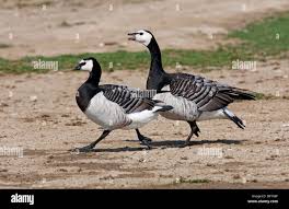 Attēlu rezultāti vaicājumam “Branta leucopsis adult”