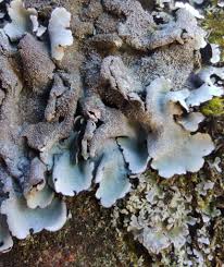 Attēlu rezultāti vaicājumam “Parmelina tiliacea”