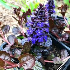 Attēlu rezultāti vaicājumam “Ajuga reptans flower”