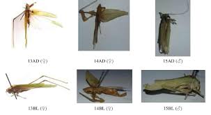 Attēlu rezultāti vaicājumam “Tettigoniodea”