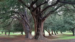 Attēlu rezultāti vaicājumam “Taxus”