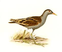 Image result for Porzana parva