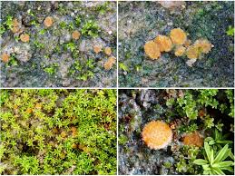 Attēlu rezultāti vaicājumam “Lamprospora tortulae-ruralis”