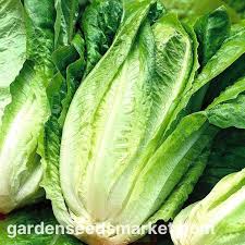 Image result for Römischer Salat