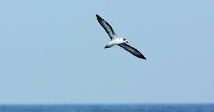 Image result for Pterodroma hasitata