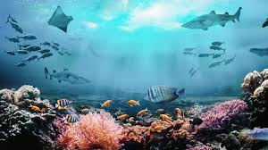 Image result for Underwater Adventures