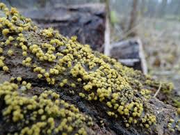 Attēlu rezultāti vaicājumam “Trichia varia spores”