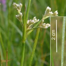 Attēlu rezultāti vaicājumam “Juncus bulbosus leaf”