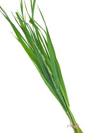 Attēlu rezultāti vaicājumam “Elytrigia repens leaf”