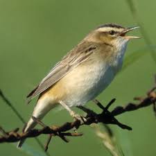 Attēlu rezultāti vaicājumam “Acrocephalus schoenobaenus”