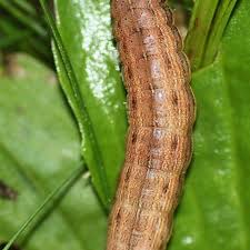 Attēlu rezultāti vaicājumam “Mythimna sp.”