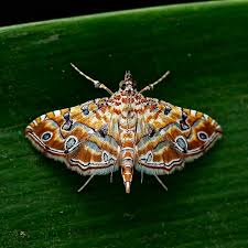 Attēlu rezultāti vaicājumam “Crambidae”