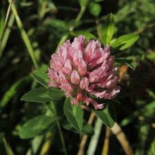 Attēlu rezultāti vaicājumam “Trifolium fragiferum flower”