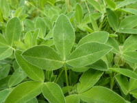 Attēlu rezultāti vaicājumam “Trifolium spadiceum fruit”