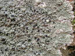 Attēlu rezultāti vaicājumam “Mycoblastus sanguinarius”