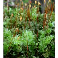 Attēlu rezultāti vaicājumam “Plagiomnium medium”