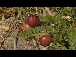 Attēlu rezultāti vaicājumam “Astragalus arenarius fruit”