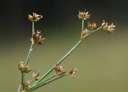 Attēlu rezultāti vaicājumam “Juncus articulatus”