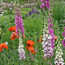 Image result for Fingerhut rot